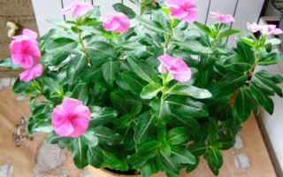 Цветок родом с Мадагаскара — катарантус: выращивание и уход, фото