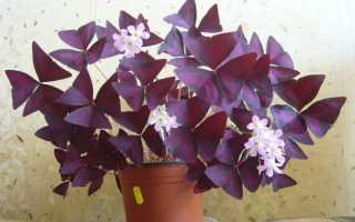 Как правильно посадить и ухаживать за клевером