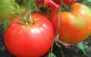 Помидоры Бабушкино лукошко: описание сорта, фото