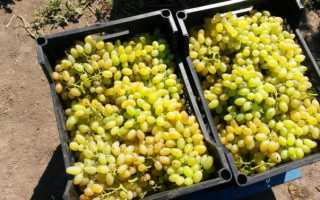 Виноград кишмиш 342 — особенности выращивания и ухода