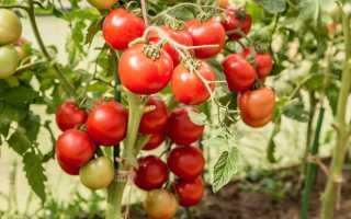 Томат «Любаша F1»: описание и урожайность сорта, отзывы огородников