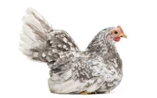 Гемофилез, или заразный насморк – опасное респираторное заболевание, которое может привести к гибели всего поголовья кур