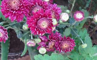 Хризантемы в горшках как ухаживать в домашних условиях после покупки