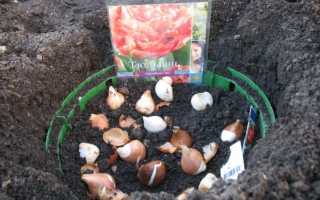 Как и когда выкапывать тюльпаны для пересадки на другое место