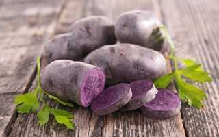 Картофель Гурман: характеристика, правила посадки и способы ухода