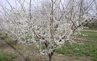 Подробное описание и агротехника выращивания сорта сливы Кубанская комета