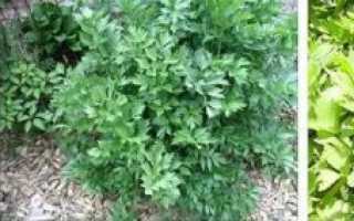 Выращивание корневого сельдерея. Когда сеять (сажать) корневой сельдерей на рассаду