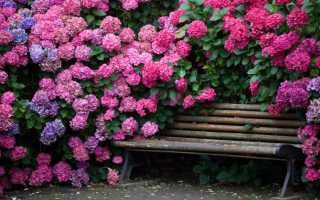 Когда сажать гортензию осенью 2020 года: благоприятные дни по лунному календарю + видео