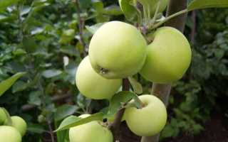 Характеристики и описание Яблони сорта Белый налив, выращивание и уход