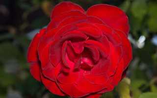 Лунный календарь комнатных растений на ноябрь 2020 года