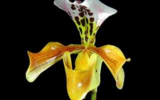 Сказочная орхидея Венерин башмачок. Уход за пафиопедилумом в домашних условиях