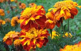 Как использовать бархатцы в качестве удобрения?