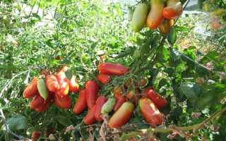 Томат Ракета: описание и характеристика сорта, отзывы дачников с фото