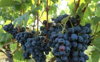 Виноград Руслан — описание сорта, фото, отзывы, видео, где купить саженцы.
