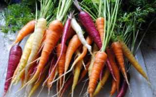 Морковь не взошла: причины и как ускорить прорастание