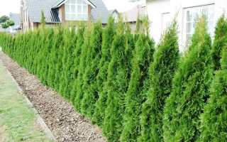 На каком расстоянии размещать туи друг от друга при посадке, дистанция от построек