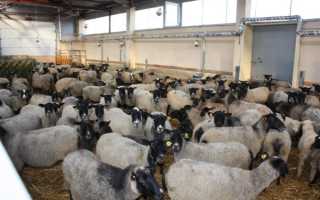 Овцеводство: особенности разведения, объемы производства и советы начинающему фермеру (100 фото и видео)