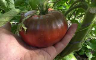 Описание и характеристика сорта томата Черный барон