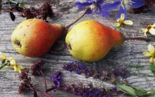 Чтобы муж объелся груш: опыт выращивания груш на подвоях