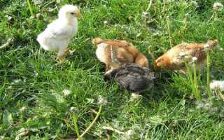 Какие витамины для бройлеров для быстрого роста?