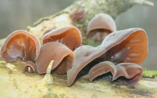 Грибы Муэр – нежный секрет восточной кухни