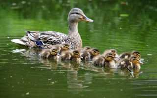 Когда несутся башкирские утки