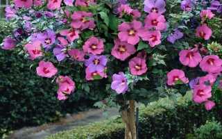 Ухаживание за гибискусом сирийским (Hibiscus syriacus)