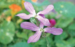 Выращивание маттиолы двурогой через рассаду: посев, уход, пикировка