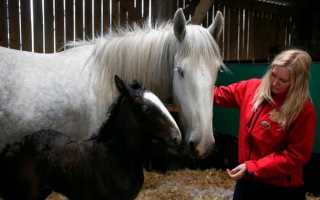 Как воспитать жеребца? Часть 1. Заявка.