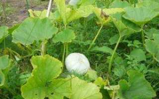 Сорта медовой тыквы и их описание