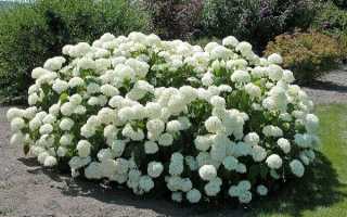 Гортензия Бобо — описание, посадка и уход в открытом грунте