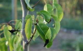 Груша — и сладкое бывает очень полезным