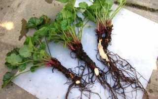 Гейхера: выращивание в саду, виды и сорта