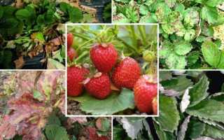 Что делать, если на листьях клубники появились пятна (фото и как бороться)