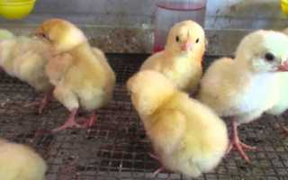 Куриные тяжеловесы