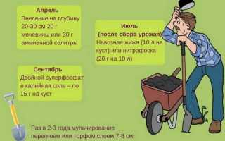 Сорт жимолости Огненный опал: описание с фото, преимущества и недостатки, отзывы
