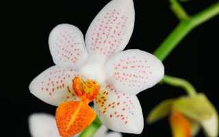 Орхидея после пышного цветения – как и что делать со стрелкой