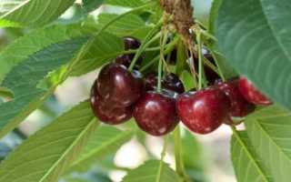 Сорт вишни призвание фото и описание сорта. Вишня сорта Призвание: особенности выращивания и ухода