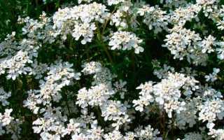 Цветущий сад в объятиях ибериса вечнозелёного