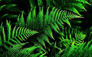 Какое строение папоротника — особенности листьев, корней папоротников