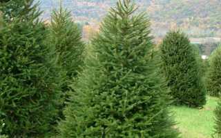 Ель: описание, виды, посадка, болезни и вредители