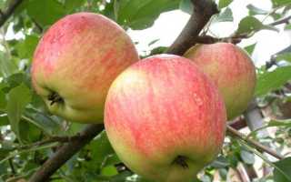 Яблоня Чемпион – лидер по урожайности: все о правильном выращивании и уходе