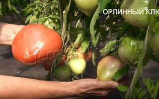 Крупные и сладкие помидоры Орлиный клюв — шедевр сибирских селекционеров