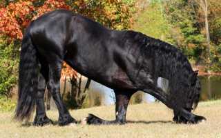 Конюшня в частном доме: правила постройки и обустройства