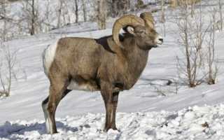 Описание Снежного Барана из Красной Книги