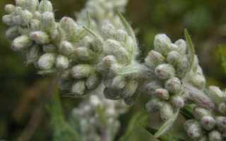 Чем полезна полынь обыкновенная?