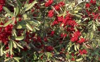 «Золотой фонд» Алтая – облепиха Чуйская