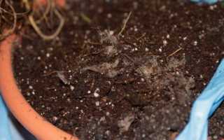 Пересадка фикуса Бенджамина: мастер-класс с фото и видео