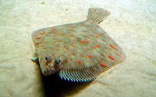 Ценный дар моря камбала — польза и значение в диетическом питании. Как выбрать и вкусно приготовить камбалу