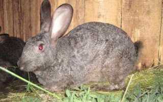 Спасительное вазелиновое масло или жидкий парафин.